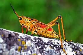 3210 × 2592 (840 кб). Eastern Lubber Grasshopper Romalea Microptera Inaturalist