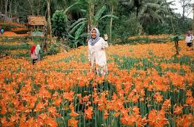 Kebun bunga amarilis jogja ini berada di kabupaten gunung kidul. Ini 5 Spot Taman Bunga Amarilis Terbaru Di Gunungkidul Bakpia Mutiara Jogja