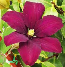 Clematis filigree pp 16471 aka filigree clematis. Gardening Clematis Klem Uh Tis Kle Mat Tis Maple Ridge News