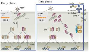 The linear rna genome comprises just over 15k nucleotides. Signaling Through Rig I And Type I Interferon Receptor Immune Activation By Newcastle Disease Virus In Man Versus Immune Evasion By Ebola Virus Review