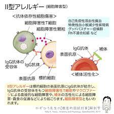 ii型アレルギー 細胞障害型 ii型アレルギーは標的細胞の表面抗原にigg抗体が結合し igg抗体の受容体をもつ細胞障害性t細胞やマクロファージによる直接的な細胞障害や 補体の活性化による細胞障害 貪食の促進などにより起こります 細胞障害型ともいわれます