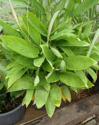 Image result for Maranta arundinacea