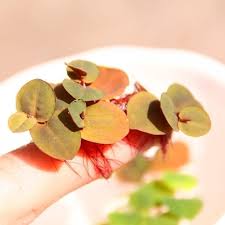 Image result for Phyllanthus retinervis