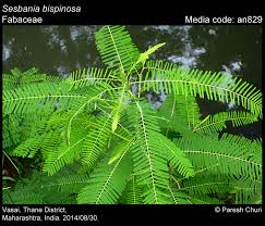 Image result for Sesbania