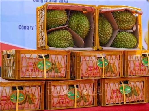 Sầu riêng xuất khẩu từ TP HCM sang Trung QuốcSầu riêng xuất khẩu từ TP HCM sang Trung Quốc