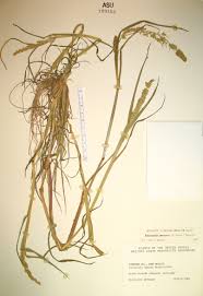 Image result for Eragrostis echinochloidea