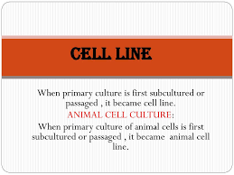 Check spelling or type a new query. Animal Cell Lines Ppt Video Online Download