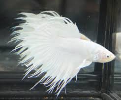 Siamese fighting fish, was not what the people of siam originally had in mind when they started collecting bettas prior to the 1800s. Albino Betta Fish For Sale Bettafishforsale Org