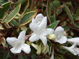 We did not find results for: Plantfiles Pictures Abelia Glossy Abelia Variegated Abelia Silver Anniversary Abelia X Grandiflora By Htop