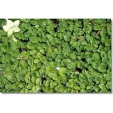 Image result for Dichondra