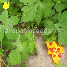 Image result for Momordica charantia