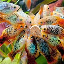 A Whole Lot Of Platies In 2020 Platy Fish Aquarium Fish Betta Fish
