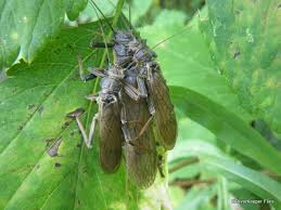 Image result for Pouchetia baumanniana