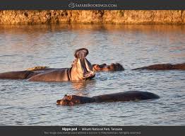 Image result for lion in mikumi national park