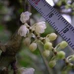 Image result for Rhipidoglossum ovale