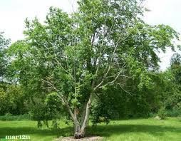 Fruit trees require a period of cold weather to end dormancy and encourage spring budding. Cherry Trees North American Insects Spiders