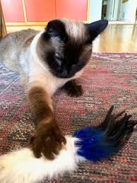 There is no ethical reason to declaw a cat for nonmedical reasons. Banfield Vca Bluepearl End Elective Declawing Of Cats News Vin