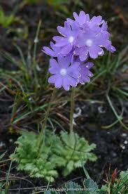 Primula Primulina Beautiful Flowers Sikkim Primula