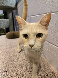 Meet miss Lollipop, the most affection, sweet, and all around amazing  kitty! She lives in our cat lounge with all her other kitty friends, and  every morning when we enter to turn