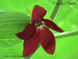 Pin On Flowers