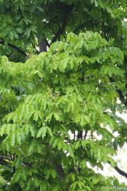 Image result for Khaya grandifoliola