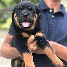 May 25, 2018 · puppies mix $100. Rottweiler Puppies For Sale Rottweilerpuppiesforadoption Facebook