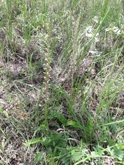 Image result for Satyrium coriophoroides