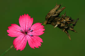 Rozrazil rezekvítek (veronica chamaedrys), lidově bouřka, bezvršec či žabí očko, je vytrvalá bylina, která v létě kvete modrými květy. Kvetiny V Ceske Krajine Fotocesko