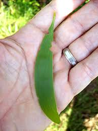 Image result for Acacia auriculiformis