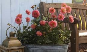 This means you can immediately start watering them. Summer Flowering Bulbs For A Garden Full Of Colour