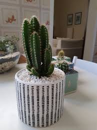 Cacti make great landscaping plants. Cereus Repandus Florida