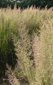 Calamagrostis Brachytricha One Of The Ornamental Grasses Grown For Flower Panicles On Flower Farm Bisselings Ornamental Grasses Planting Grass Grasses Garden