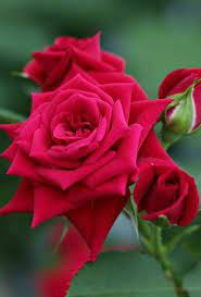 Rose Flower Pictures Flowers Bouquet Gift Beautiful Roses