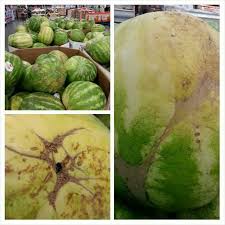 How To Pick A Watermelon Yellow Spot Brown Webbing Mean Ripe Black Spots Are Signs Of Sweetness Not Of Spoiling Sweet Watermelon Watermelon Fruit Picking