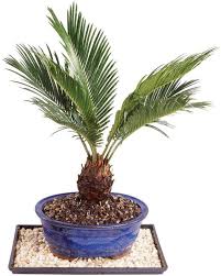 Fertilize the plant once per month starting in spring when it starts actively growing. How To Grow Sago Palm Hgtv