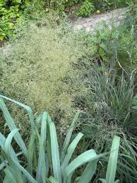 Image result for Deschampsia