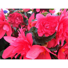 Ecke Ranch Begonia Begonia Flowers Plants