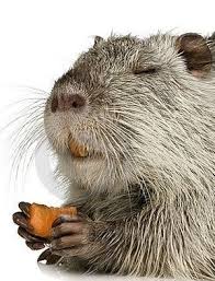 可愛いけど害獣 カピバラみたいな動物 ヌートリア naver まとめ animals pet birds capybara
