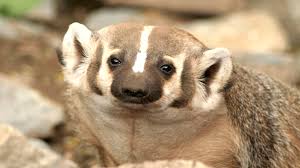 The head appears pointed and small for the body. American Badger On Nature Magazine