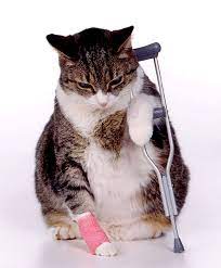 usyplenie koshek kruglosutochno v moskve usypit koshku na domu priezd v techenii 1 1 5 chasov usypit kota v den obrasheniya veterinarnaya klinika vetkom