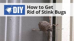 The only way to keep bed bugs away is to prevent them by regularly cleaning fabric surfaces. How To Get Rid Of Stink Bugs Domyown Com Youtube