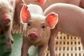 Since its identification in kenya in 1921, asfv has remained endemic in africa, maintained in a sylvatic cycle between ornithodoros soft ticks and warthogs. These Two Tests For African Swine Fever Could Help Pigs Continue To Fly Agfundernews