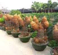 good price and quality_Cycas Revoluta Multi Heads_Wholesale ...