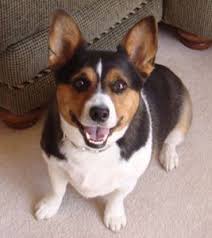 Click here to view corgi dogs in virginia for adoption. Maltese Terrier Corgi Chihuahua Mix Pets Lovers