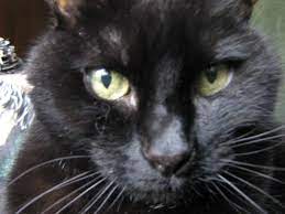 Convenia Use In A 17 Year Old Cat Mypetsdoctor Com