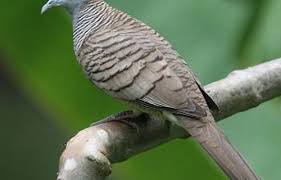 We did not find results for: 17 Cara Merawat Perkutut Agar Jinak Dan Gacor Nuansa Baru