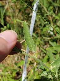 Image result for Sida chrysantha