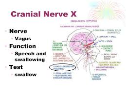 He ordered a blood test to check for a certain virus antibody (can't remember which one) and told me to repeat both tests in 6 mos. Cranial Nerves Health Occ Ppt Download