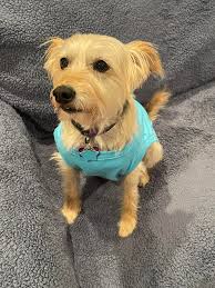 Jeremy & Emma with Jeremy White State Farm stopped by to play with some  pups for National Rescue Dog Day! 🐶 Emma couldn't resist the kitties, so  they of course got lovies