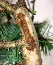 If you do have dead tree branches, remove them 9 smart ways to spruce up your yard for better curb appeal. Why Are Spruce Trees In The Midwest Declining Michigan Radio